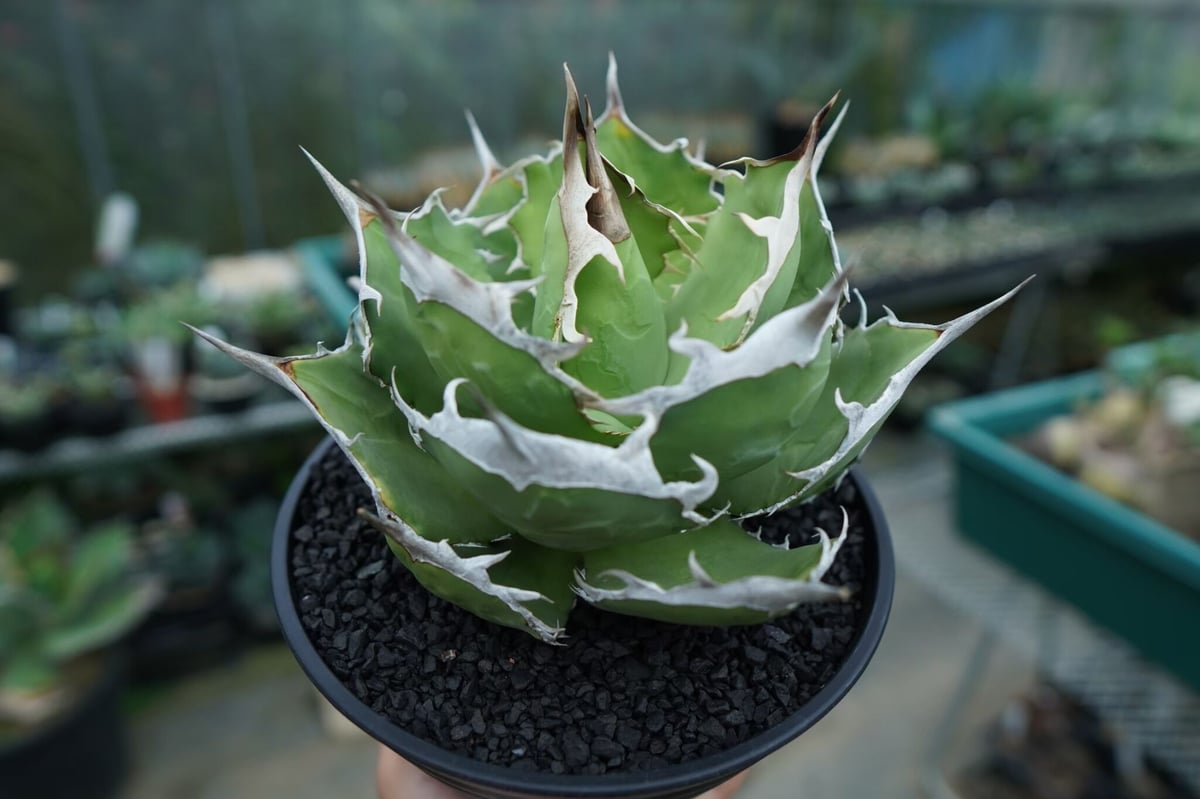 アガベ　獅子光　台湾 アガベ チタノタ 獅子光 agave titanota Lion light 子株 No.