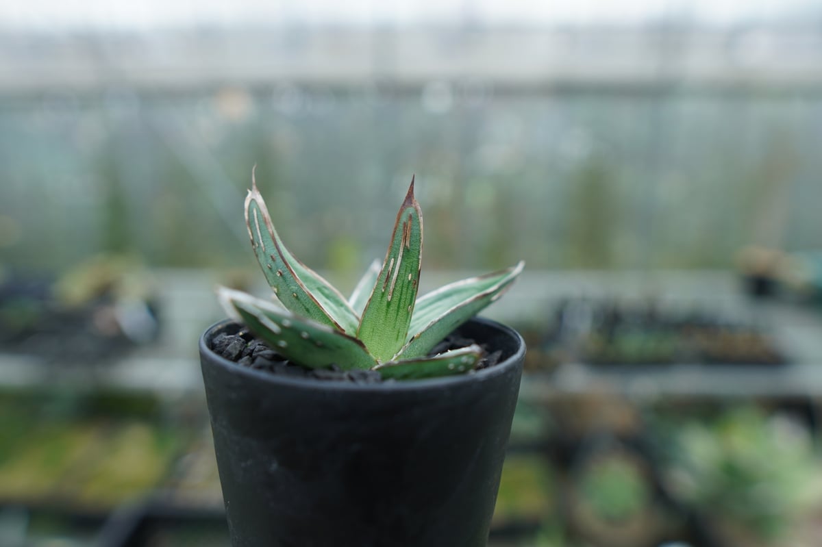 アガベ ニッケルシー Agave nickelsiae | mana's farm:塊根植物