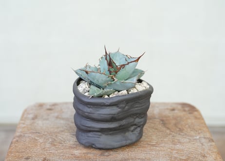 Agave WhiteIce