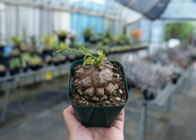 亀甲竜4 塊根植物 亀甲竜 4号 個体G コーデックス 亀甲竜 カッコイイ 亀