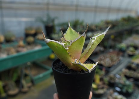 アガベ　チタノタ　 獅子光 agave titanota Lion light 子株  No.2
