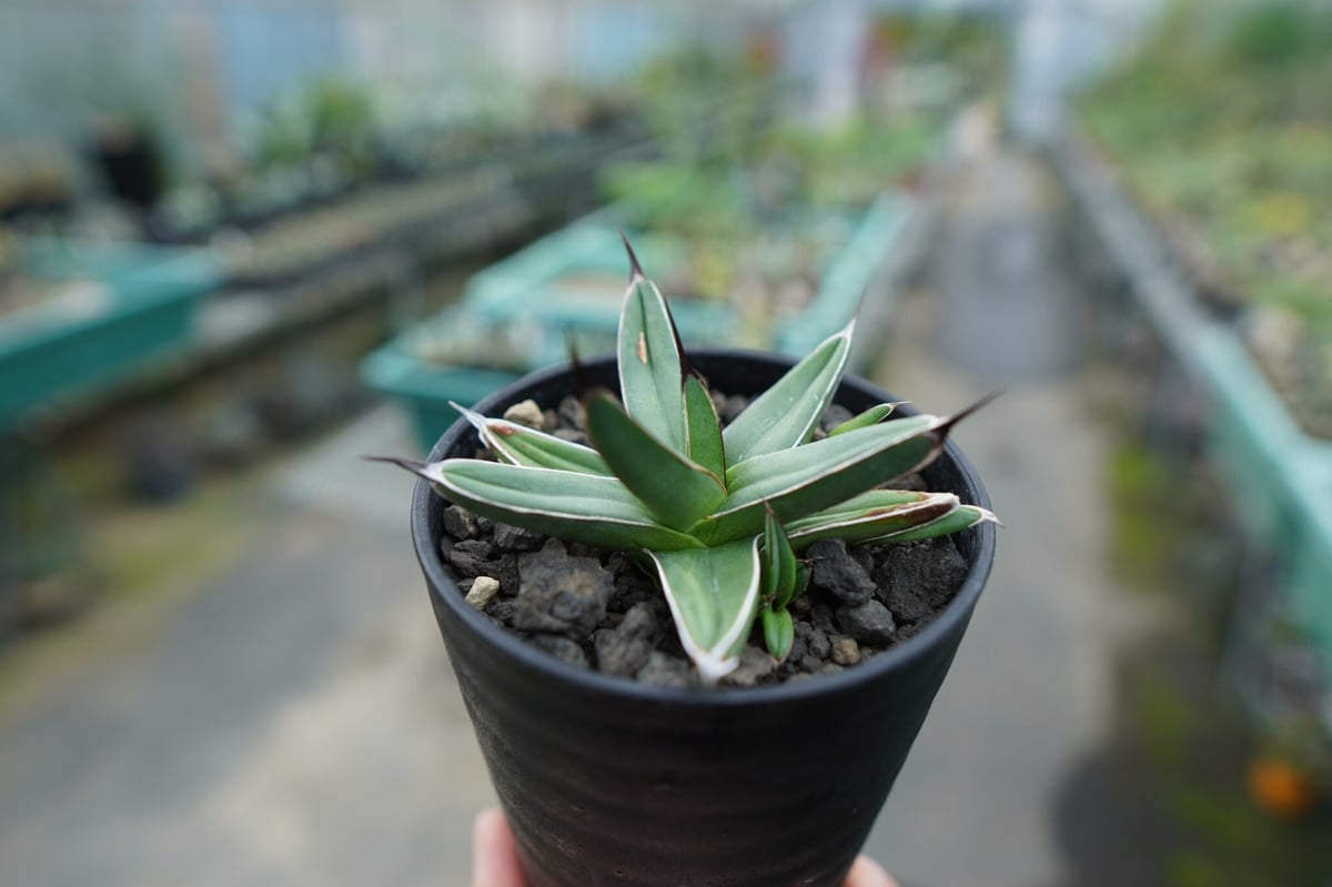 アガベ 　ニッケルシー　大株 fit=scale-down,w=1200