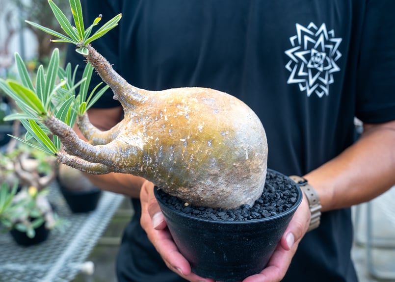 パキポディウム グラキリス Pachypodium Gracilius No.3 | mana