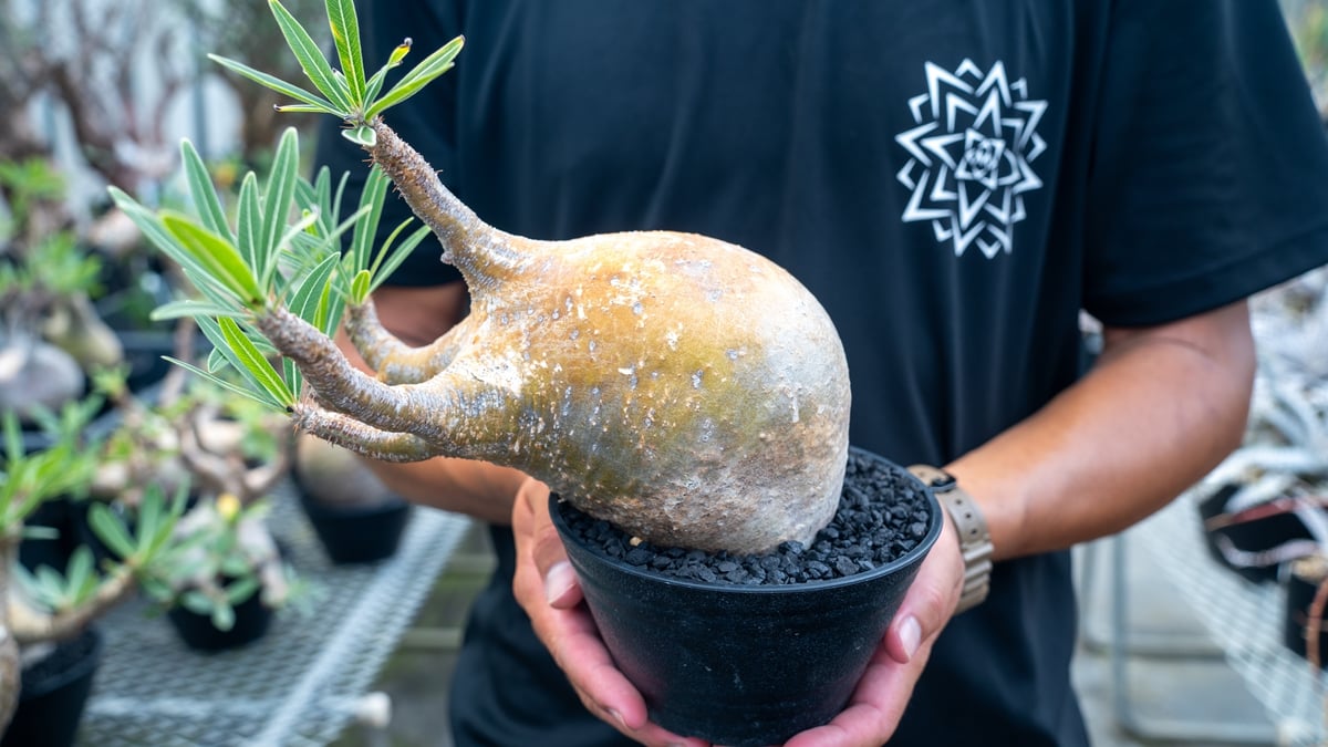 パキポディウム グラキリス Pachypodium Gracilius No.3 | mana