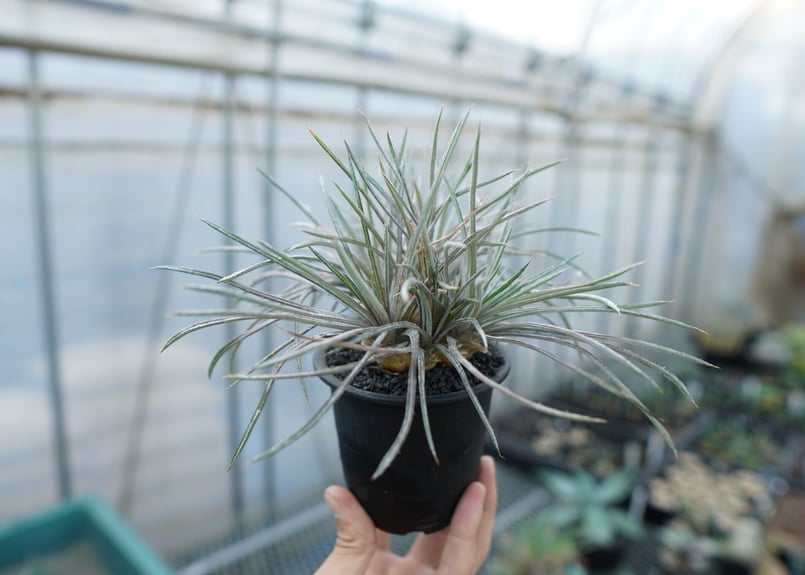 ディッキア コリスタミネア Dyckia choristaminea | mana's fa