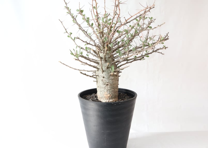 フォークイエリア コルムナリス 観峰玉 | mana's farm:塊根植物