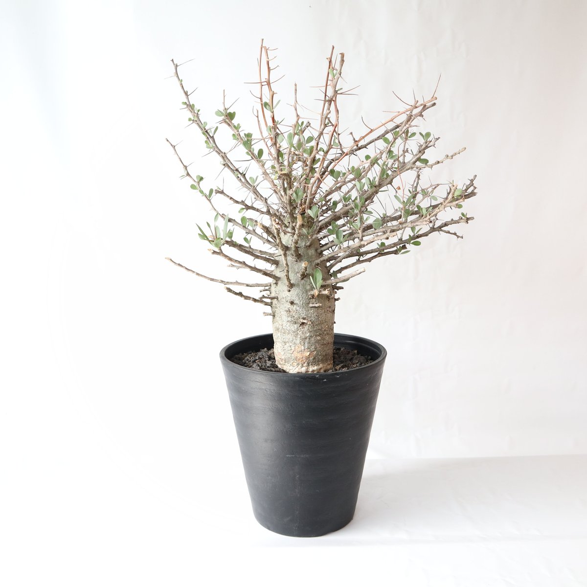 フォークイエリア コルムナリス 観峰玉 | mana's farm:塊根植物