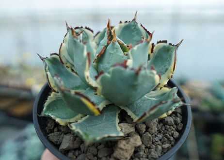 アガベ　兜蟹錦　連棘　Agave isthmensis “Kabutogani” variegata　NO.2