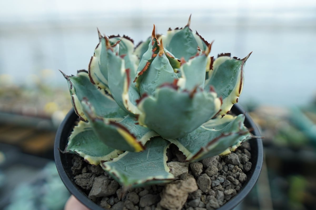 ★☆特大 アデニウム アラビカム　アガベ 王妃カブトガニ 連棘☆★ 特大 アデニウム アラビカム アガベ 王妃カブトガニ 連棘