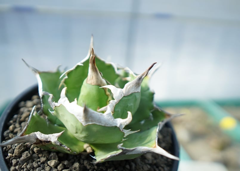 アガベ チタノタ 獅子光 agave titanota lion light | mana's