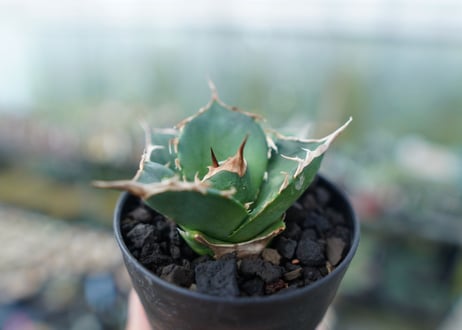 アガベ　チタノタ　白鯨　Agave titanota White whale　No.2