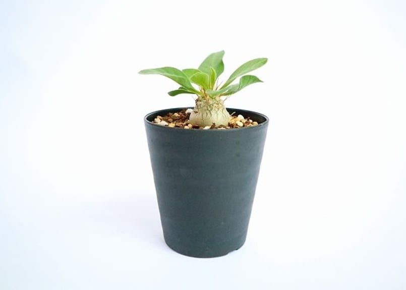 パキポディウム ナマクアナム 光堂 | mana's green:塊根植物販売 パキポディウム ナマクアナム 光堂 | mana's green:塊根植物販売