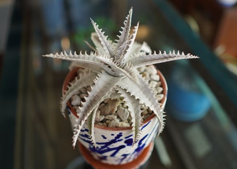 CATEGORY 多肉植物 | mana's green:塊根植物販売|マナズグリーン CATEGORY 多肉植物 | mana's green:塊根植物販売|マナズグリーン