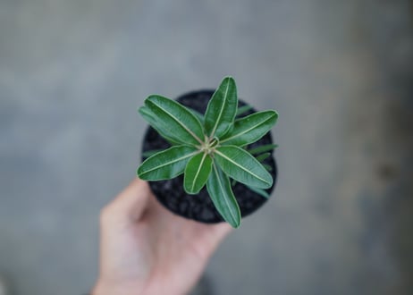 パキポディウム　カクチぺス　Pachypodium cactipes  No.2