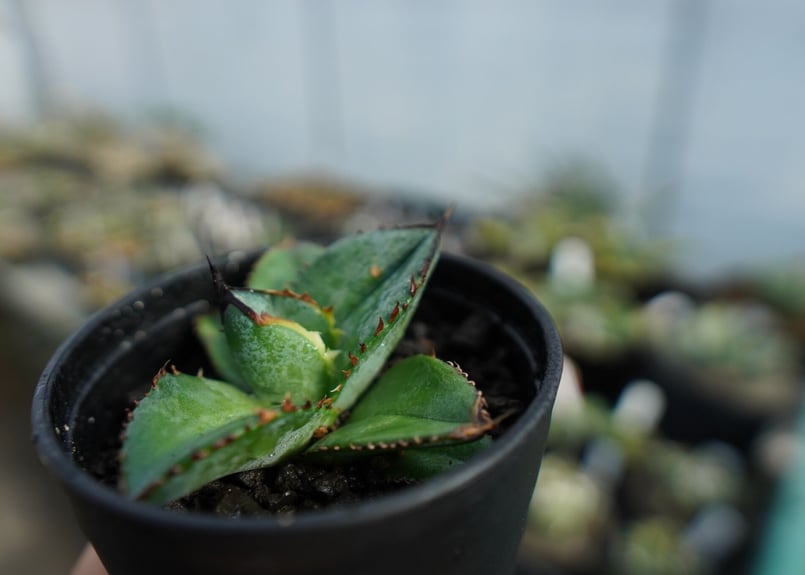 特選株】アガベ チタノタ ブルー agave titanota Blue No.1 | m