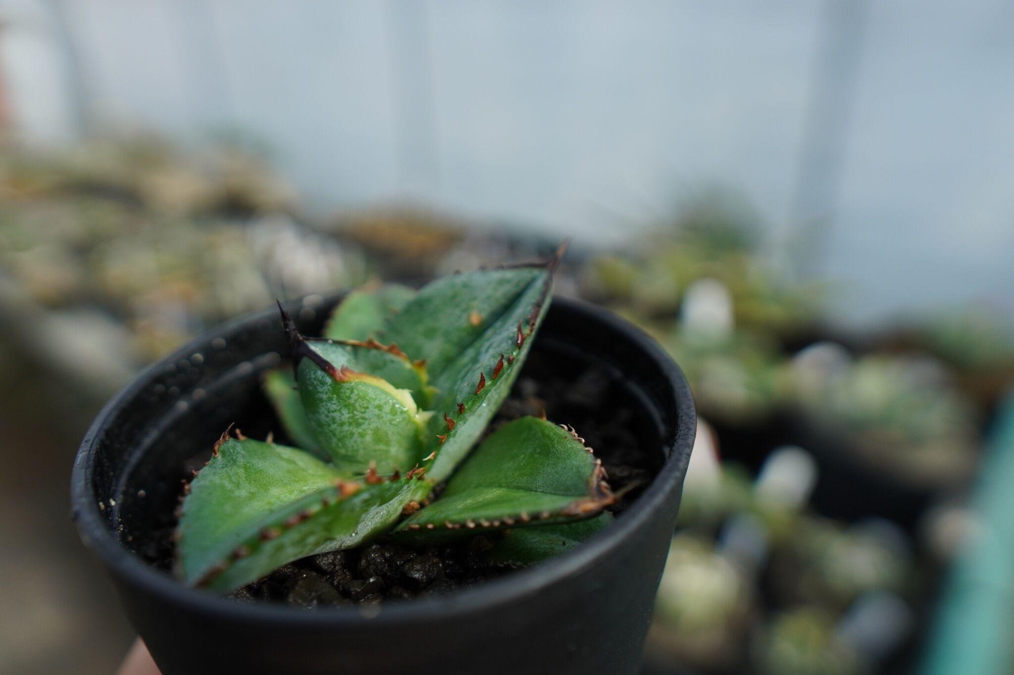 特選株】アガベ チタノタ ブルー agave titanota Blue No.1 | m