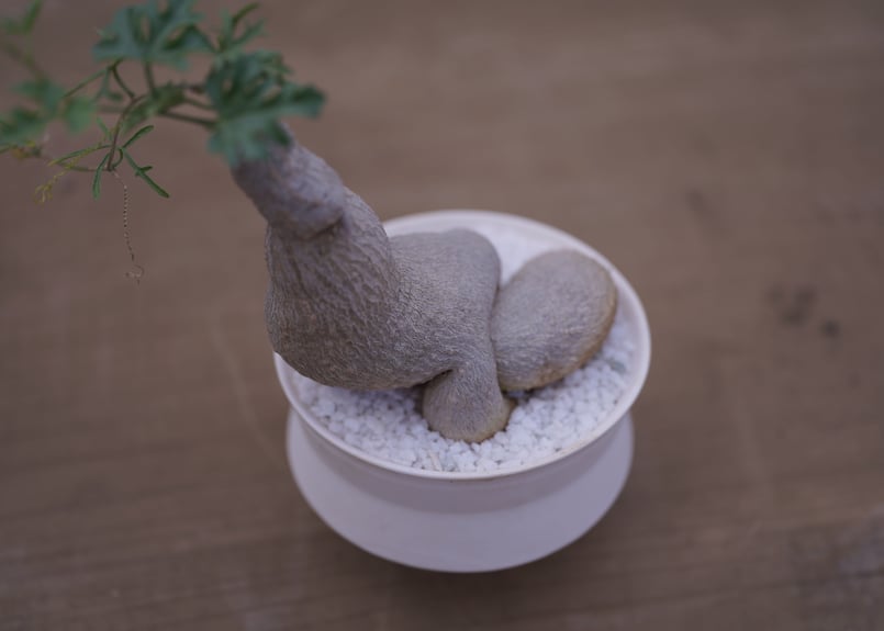 ケドロスティス アフリカーナ kedrostis africana | mana's farm