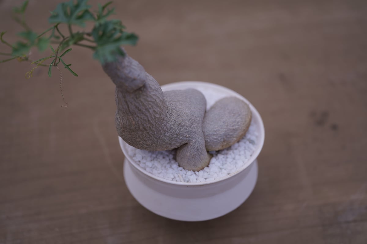 ケドロスティス アフリカーナ kedrostis africana | mana's farm