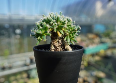 トリコディアデマ　デンサム　Trichodiadema densum  No.2