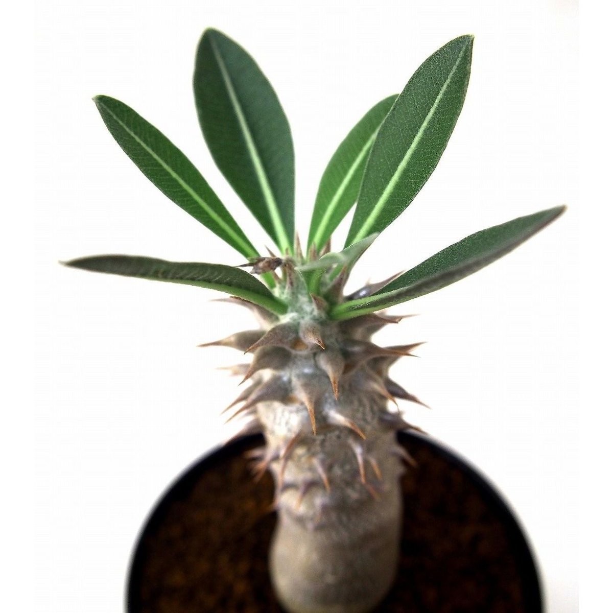 パキポディウム デンシフローラム シバ女王の玉櫛 Pachypodium