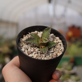 マナズファーム】人気のアガベを多数入荷しました！ | mana's farm