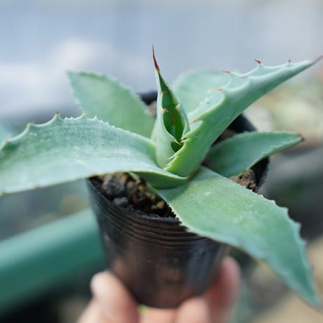 オバティフォリア | STORES