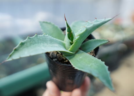 アガベ　オバティフォリア　Agave ovatifolia　No.4