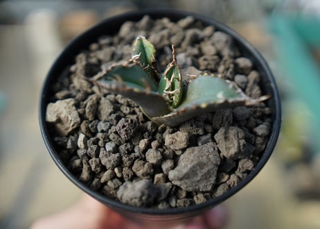 カキコアガベ　チタノタ　FO-76　agave titanota  FO-76　No.5