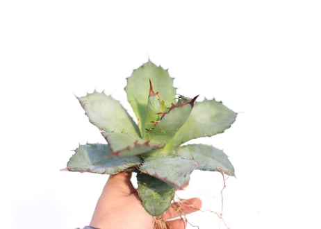 Agave Black and Blue  no.2