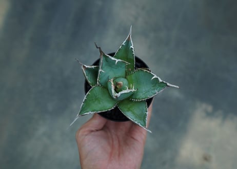 アガベ　チタノタ　白鯨　Agave titanota White whale