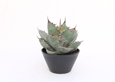 Agave titanota White Ice  　№７