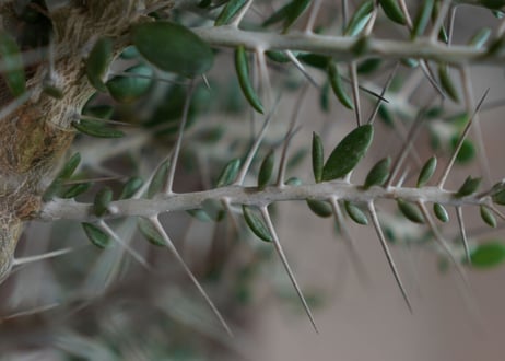 アローディア　コモサ　Alluaudia comosa