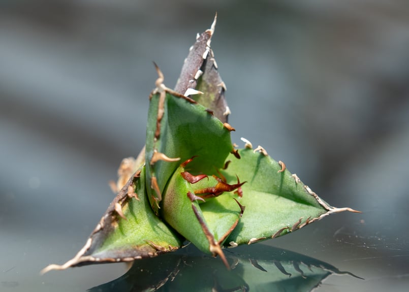 アガベ ハデス カキコ株 | mana's farm:塊根植物・アガベ