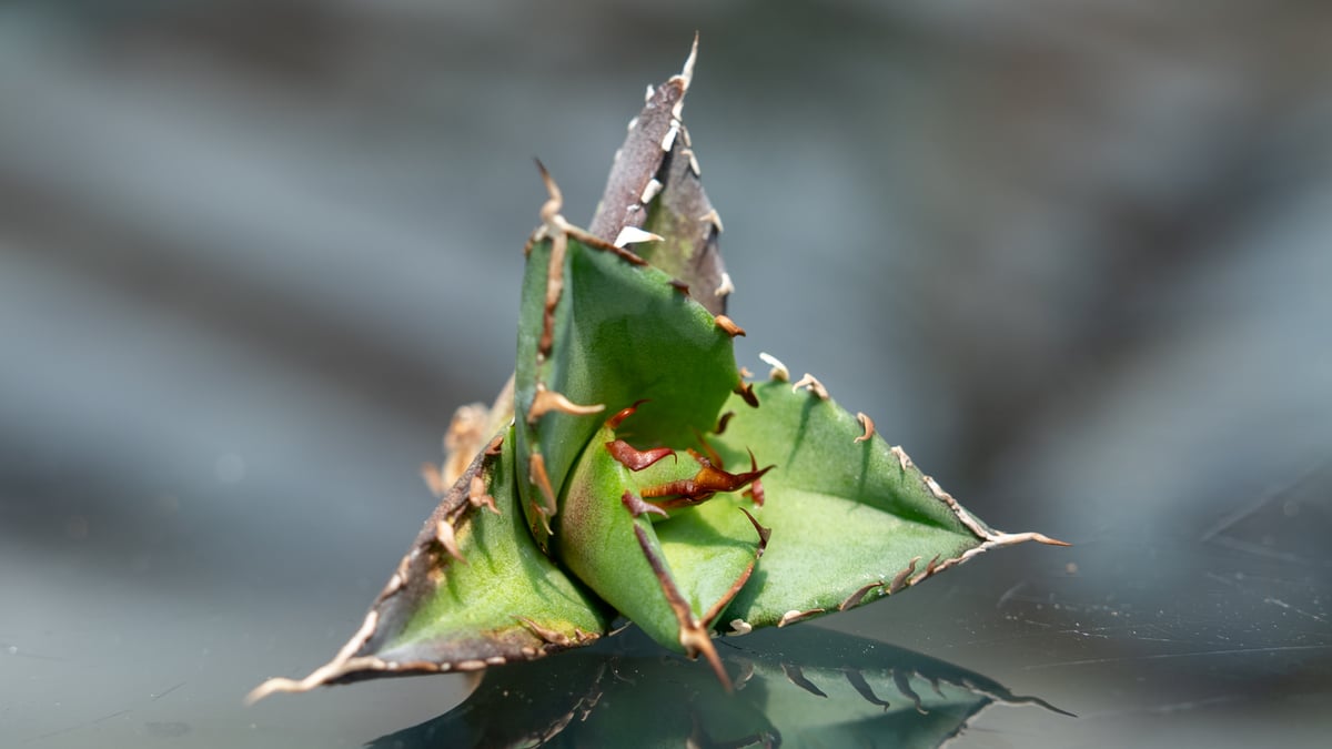 アガベ ハデス カキコ株 | mana's farm:塊根植物・アガベ・ドライ