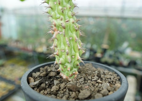 ユーフォルビア　ピグエリー　Euphorbia viguieri