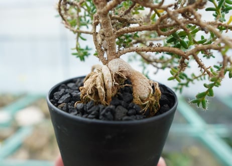 姫紅小松　Trichodiadema bulbosum  No.2