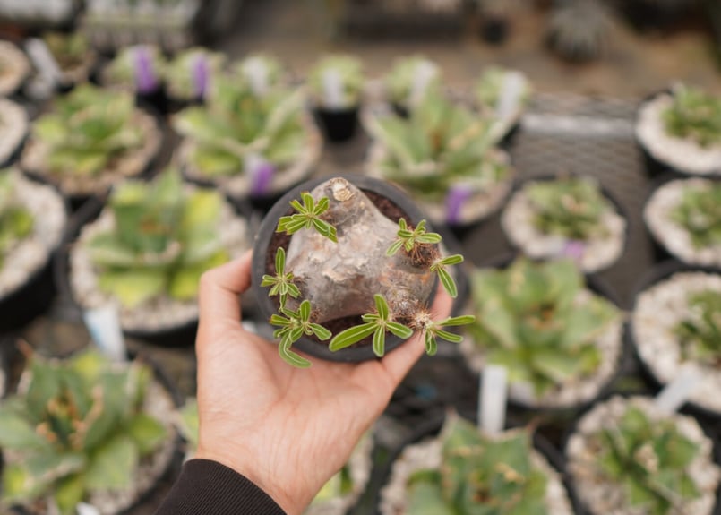 パキポディウム グラキリス E NO.3 | mana's farm:塊根植物・アガベ