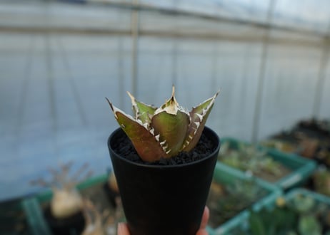 アガベ　チタノタ　レッドキャットウィーズル　Agave titanota Red catweezle