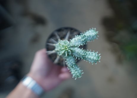 ユーフォルビア　ミルクトロン　Euphorbia mammillaris cv. variegat　No.3