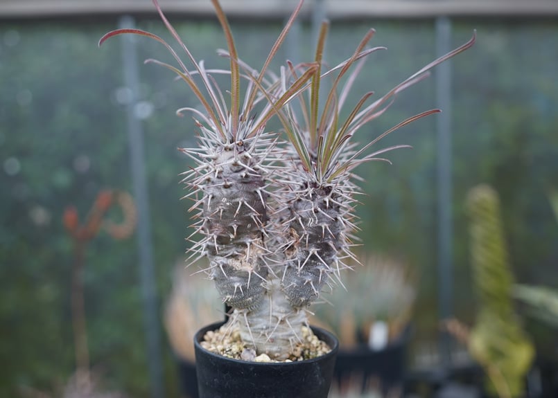 パキポディウム ゲアイ | mana's farm:塊根植物・アガベ・ドライ