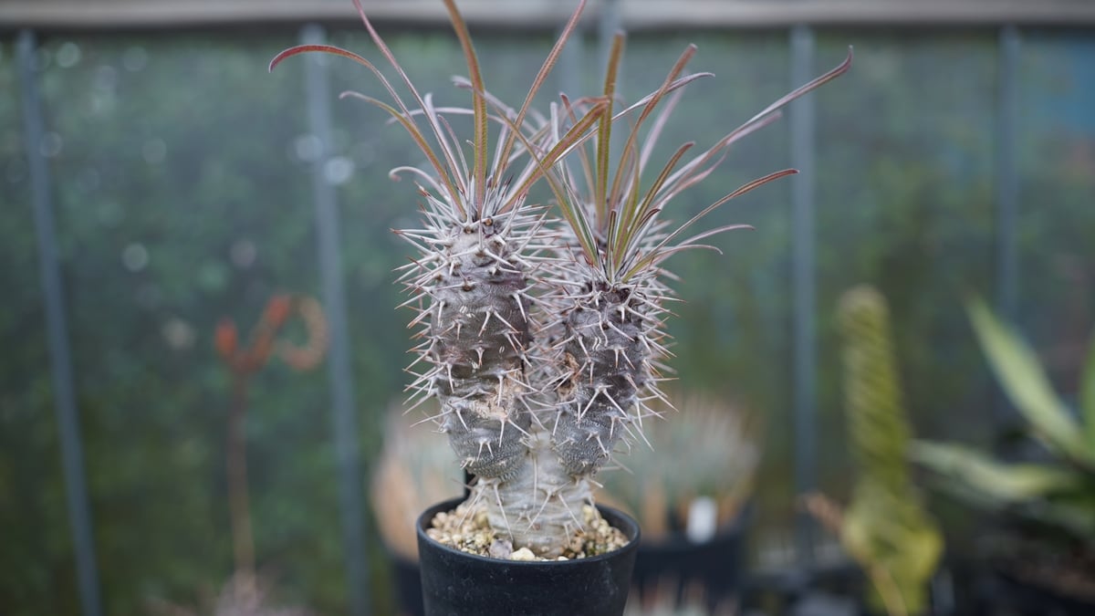 パキポディウム ゲアイ | mana's farm:塊根植物・アガベ・ドライ