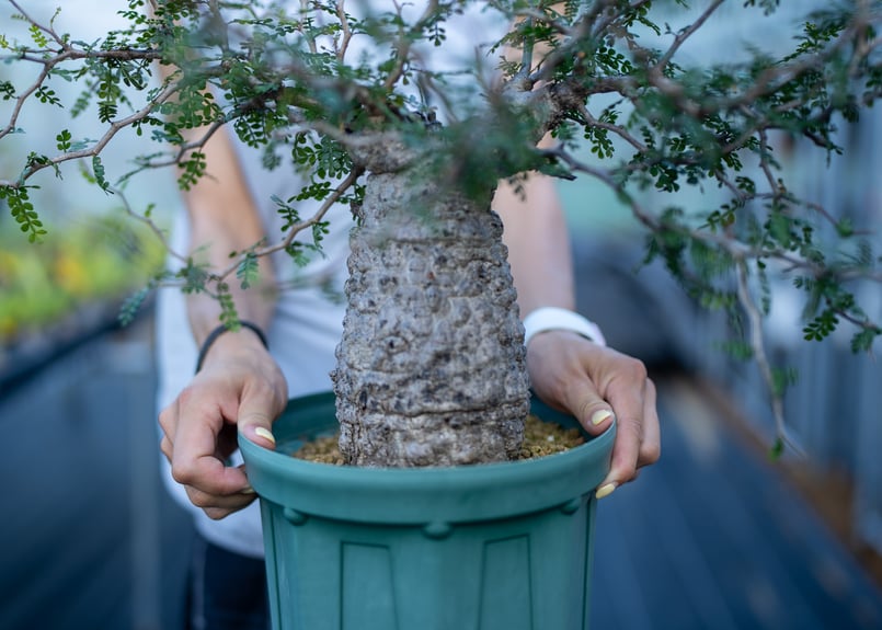 オペルクリカリア パキプス 沖縄管理株 | mana's farm:塊根植物