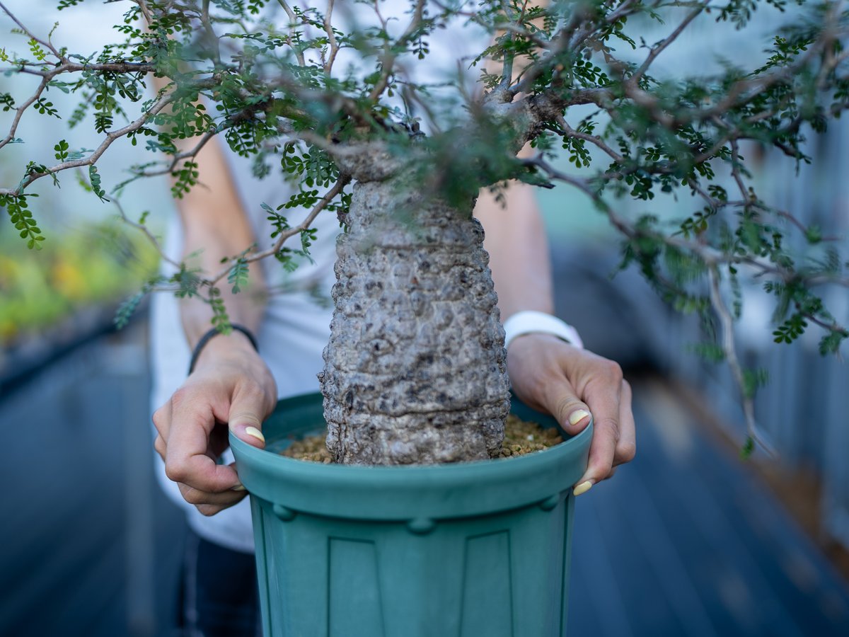 オペルクリカリア パキプス 沖縄管理株 | mana's farm:塊根植物