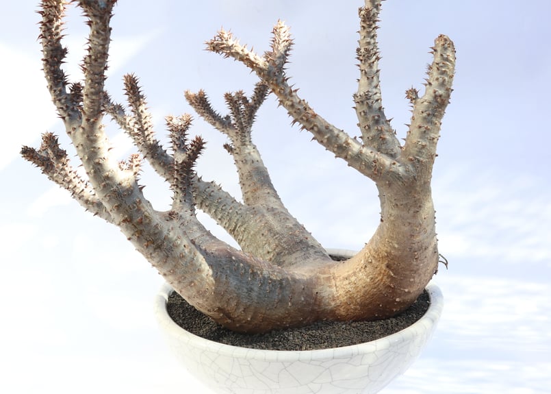 パキポディウム マカイエンセ(グラキリス？) 真ん中のみ