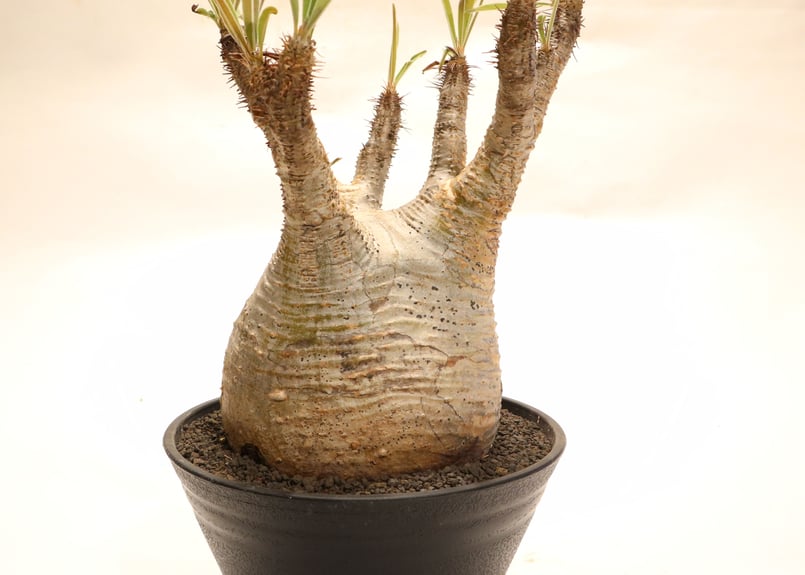 パキポディウム グラキリス no.60 | mana's farm:塊根植物・アガベ