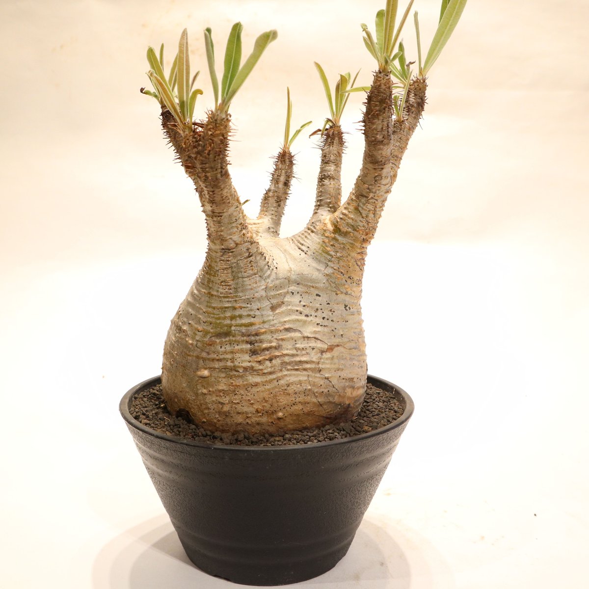 パキポディウム グラキリス no.60 | mana's farm:塊根植物・アガベ