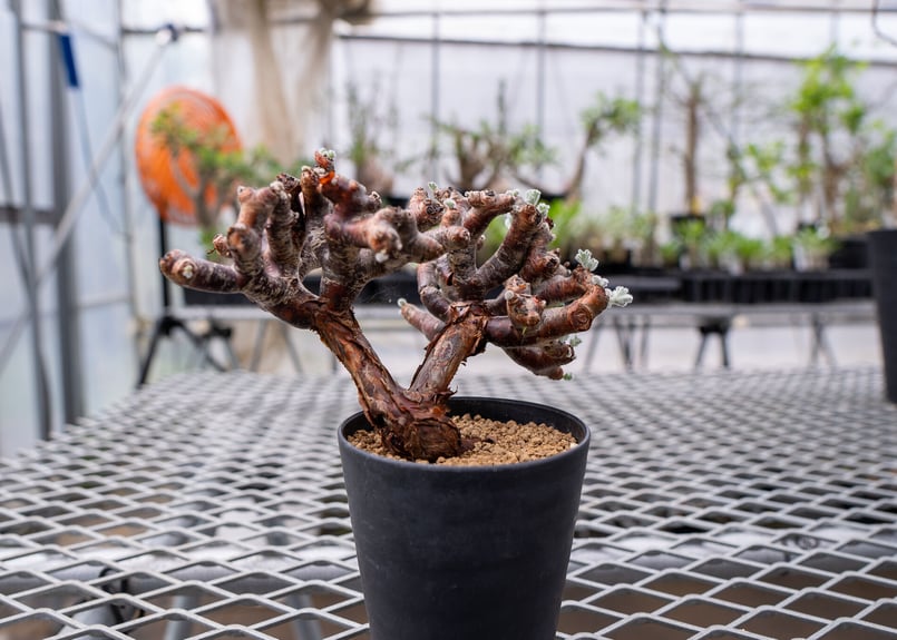 最も優遇の ペラルゴニウム ミラビレ カット枝⑥ 塊根植物・コーデック