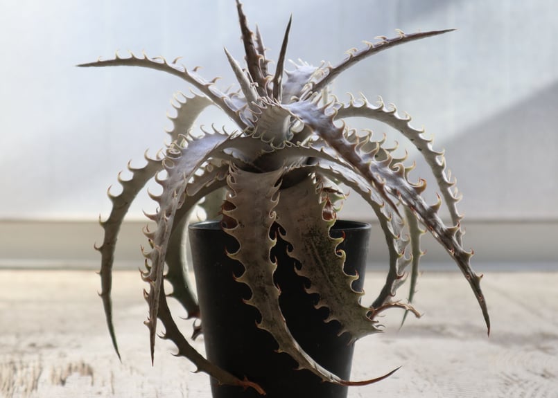 ディッキア dyckia goehringii new × Bone | mana's gre ディッキア dyckia goehringii new × Bone | mana's gre