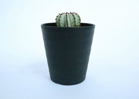 ユーフォルビア　特白ホリダ