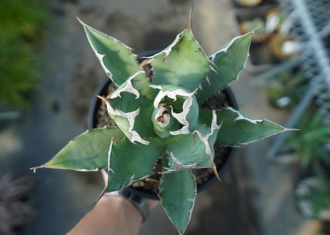 アガベ　チタノタ　agave titanota　A5